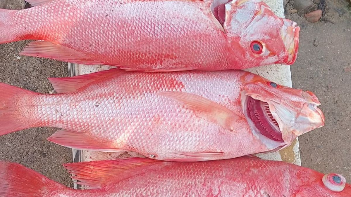 Pekuncen: Rahasia Rasa Ikan Segar di Jantung Cilacap